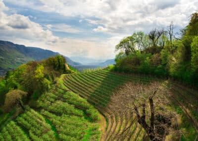 Weinberge