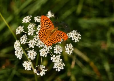 Schmetterling